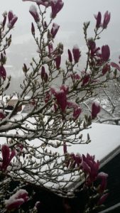 Frühjahr - Mangnolienblüte